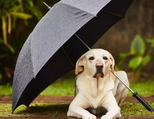 Walk Your Dog on A Rainy Day