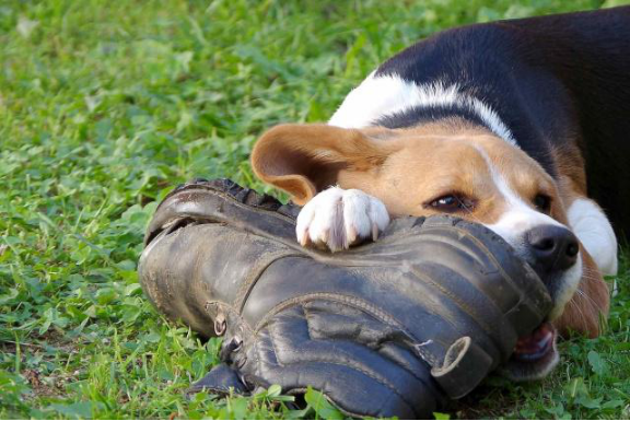 Tomkas dog brought a shoe