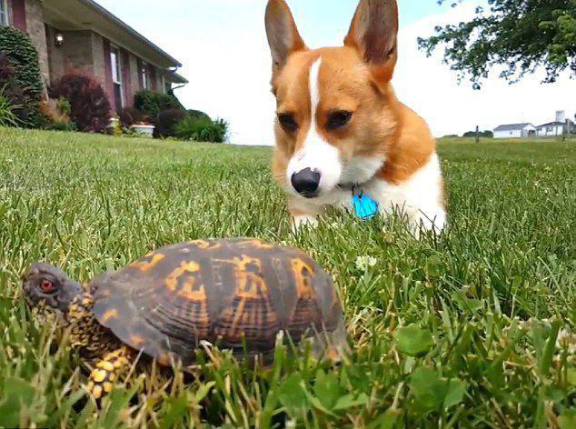 Tomkas dog brought animals