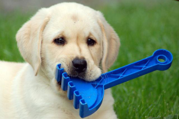 Tomkas dog find plastic shovel from kids