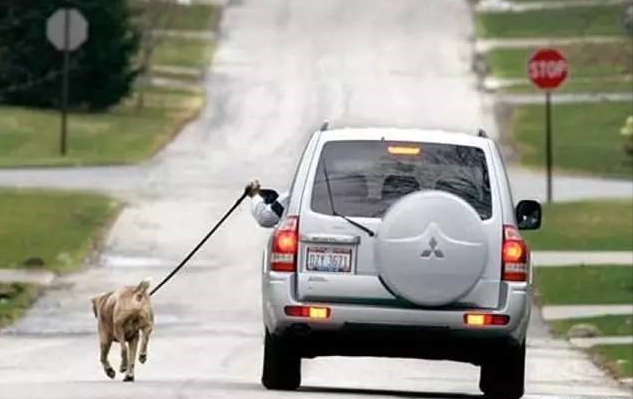 Taking Outside A Dog Always by Cars