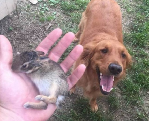 Tomkas dog brought back to a little rabbit