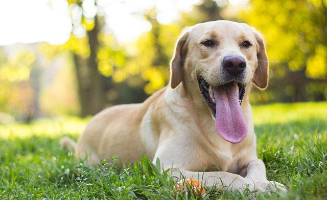 Tomkas Golden Retriever