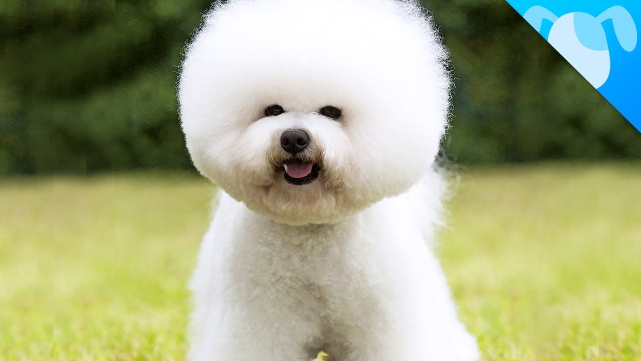 Bichon Frise Apartment Dog