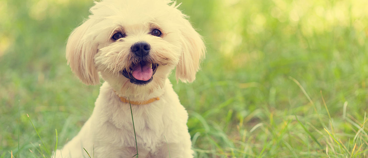 Maltese Apartment Dog