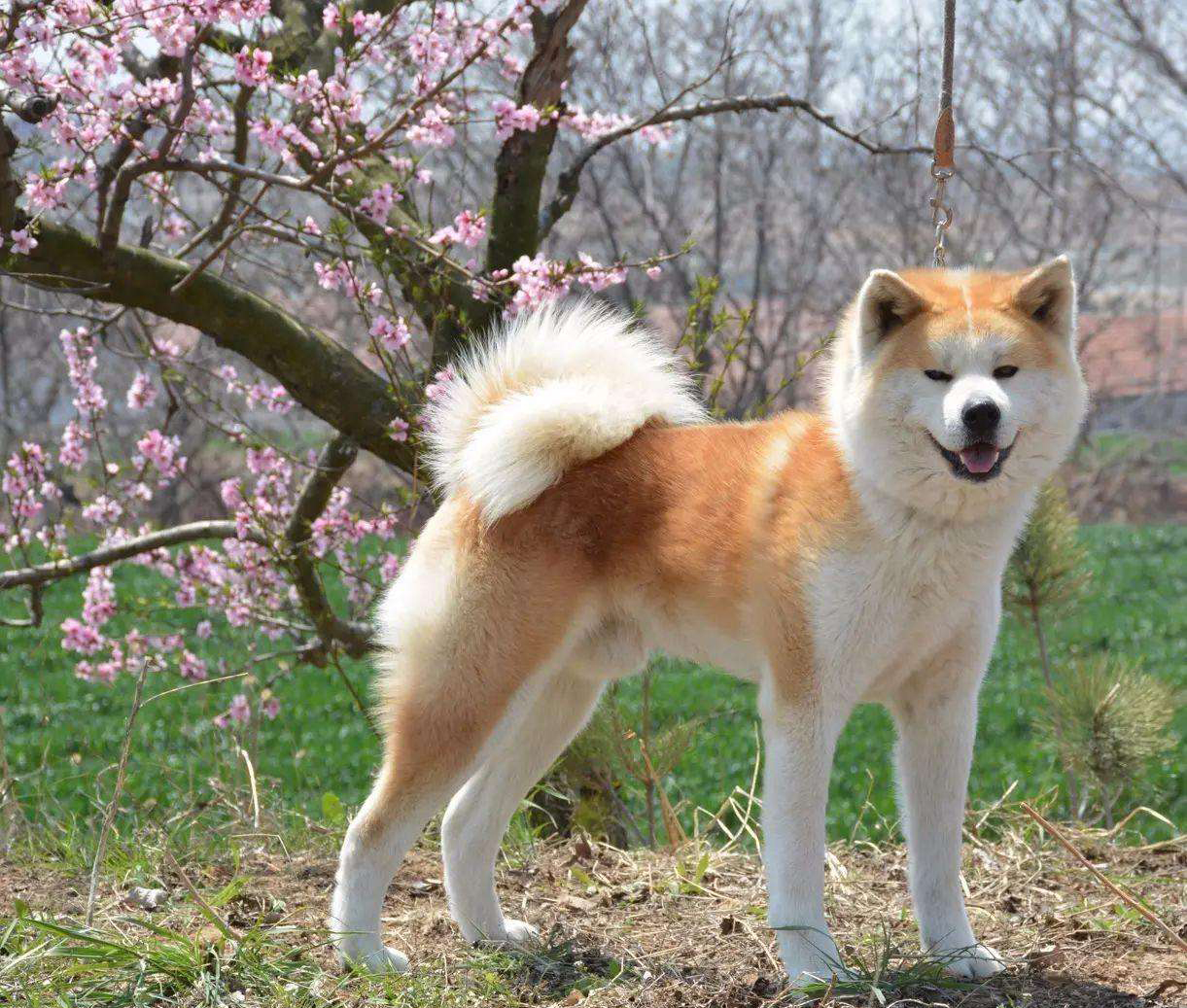 Akita Dog Tomkas