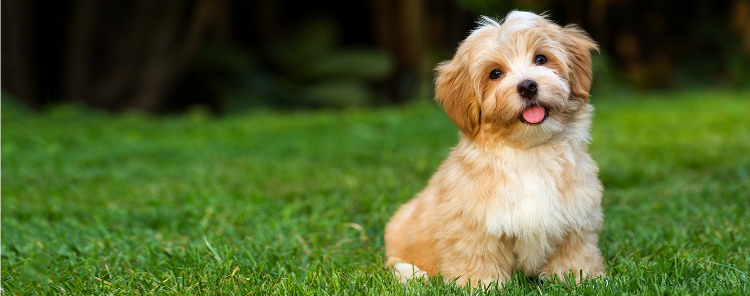 Havanese Apartment Dog