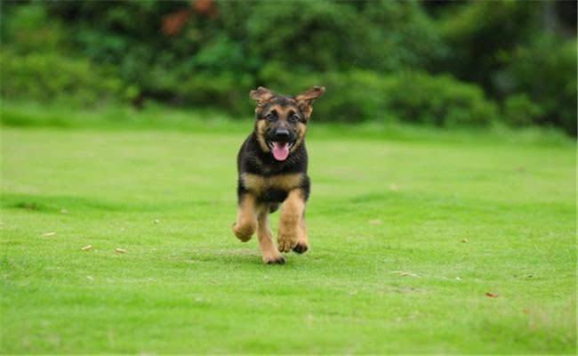 German Shepherd tomkas