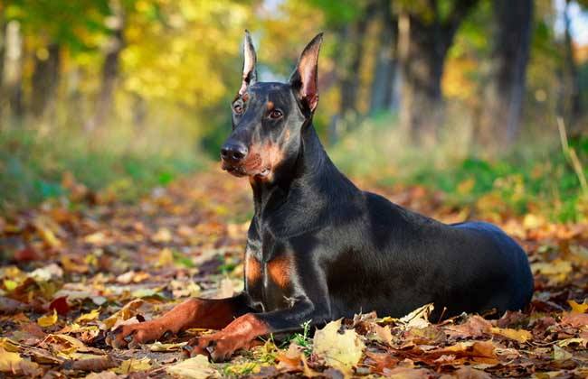 Doberman Pinscher Tomkas