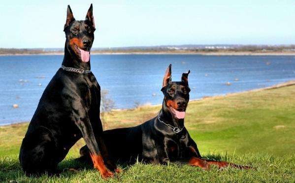 Doberman Pinscher Tomkas