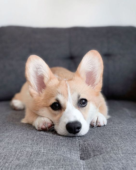 Seven characteristics of corgi’s personality teach you how to understand the corgi