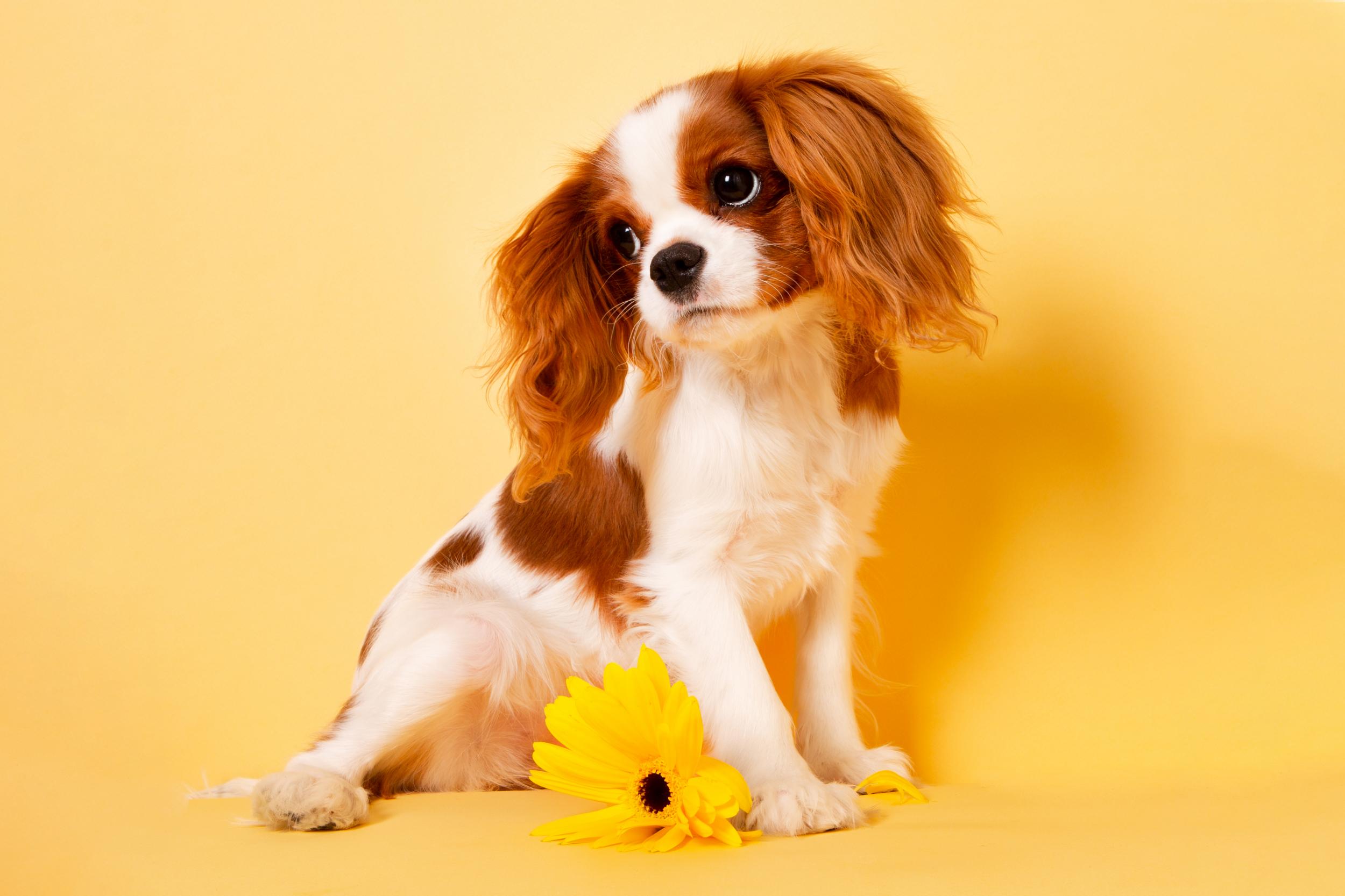 Why do dogs always lick your hands and feet?